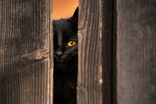 Black Cat Looking Through A Wooden Fence With Vivid Orange Eye Color. Concept Cat Pet Photography.