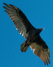 Low Anglw Shot Of A Turkey Vulture Flying In The Blue Sky