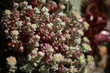 Rozchodnik łopatkowaty Sedum Spathulifolium 'Capa Blanca'