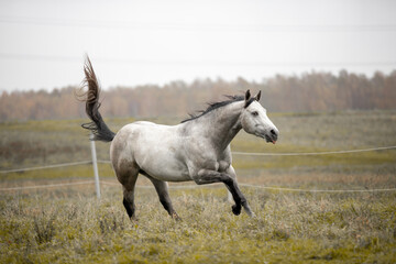 A beautiful gray horse of the Quarter Horse breed will say over a green field