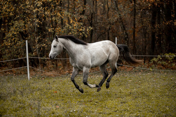 Wall Mural - A beautiful gray horse of the Quarter Horse breed will say over a green field