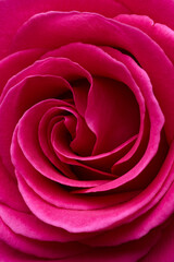 Wall Mural - Red rose flower macro shot background