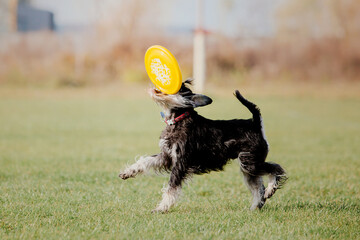 Dog catching flying disk in jump, pet playing outdoors in a park. Sporting event, achievement in sport