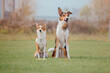© OlgaOvcharenko - Group of dogs on a Foggy Autumn Morning. Dogs sitting together. Fast dogs outdoor. Pets in the park.