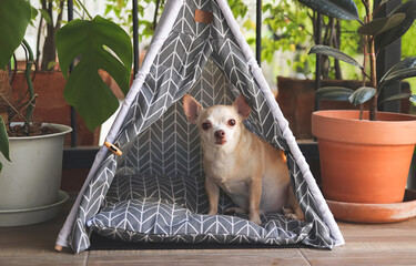 Wall Mural - brown short hair Chihuahua dogs sitting in  gray teepee tent between house plant pot in balcony, looking at camera.