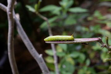 Caterpillar on the leaf of a flower