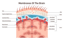 Meninges Structure. Protective Membranes Covering The Brain, Dura