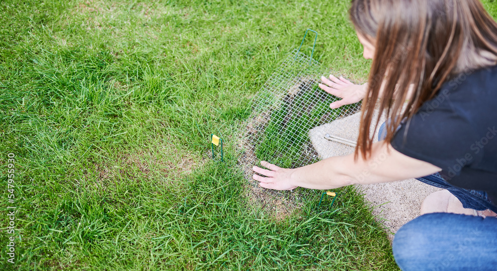 Woman protects newly planted grass with wire mesh and staples to prevent birds from eating the seeds. Problems in the backyard and issues with the grass in the garden at home.