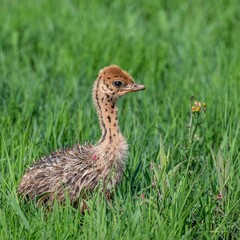 Poster - Vertical closeup of a cute ostrich chick on the green grass. Rietvlei Nature Reserve, South Africa.