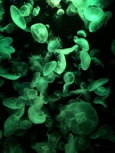 Vertical Illustration Of Jellyfishes Illuminating Green Light On A Black Background