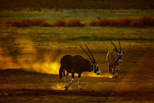 Two South African Oryx In Waterhole At Sunset In Kgalagadi Transfrontier Park, South Africa; Specie Oryx Gazella Family Of Bovidae