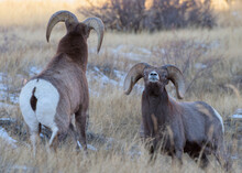 Colorado Rocky Mountain Bighorn Sheep. Two Rams Prepare For Battle During The Annual Rut.