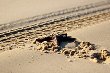 Closeup Of A Starfish On A Sandy Beach Next To Tire Tracks