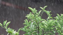 Green Plants Thriving In Heavy Drizzling Rain