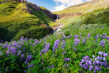 Landscape Of Budararfoss Waterfall Flowing With Purple Lupine Flower Blooming In Valley On Summer At Iceland