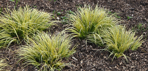 Sticker - Carex avec paillage de copeaux  de bois