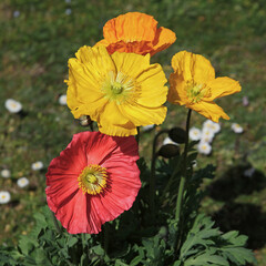 Wall Mural - Pavots d'Islande jaune, orange et rouge	
