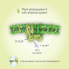 2d render of plant photosystem ii with antenna system on a green background