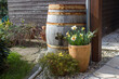 rustic garden -  blooming spring flowers in clay pots