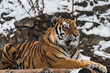 The Amur tiger lies and looks forward