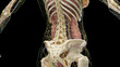 3D Rendered Medical Illustration of Female Anatomy - internal organs of the abdomen