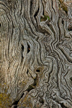 Detail Of A Birch Trunk Background