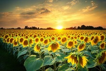 Field Of Sunflowers With Bowed Heads In Last Rays Of Sun
