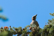 Woodpecker On A Pine Tree Against The Blue Sky