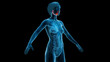 3D Rendered Medical Illustration of Female Anatomy - salivary glands