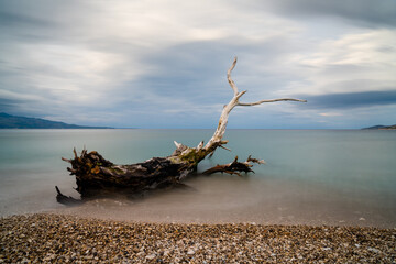 Sticker - driftwood tree on a rocky beach with turquoise water behind under an overcast sky