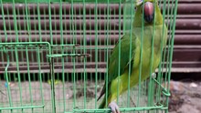 Green Parrot On Cage. The Injured Green Parrot On Inside The Grilled Cage.