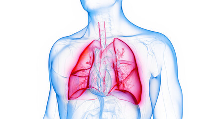 Wall Mural - 3D Rendered Medical Illustration of Male Anatomy - The Lungs.