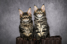 Two Tabby Maine Coon Kittens Posing In A Basket On Grey Background