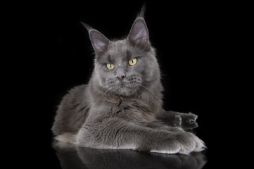 Wall Mural - beautiful big maine coon cat lying down on black background