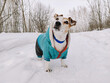 Dressed dog Jack Russell on a walk in the winter in the snow, stands looking up