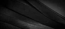 Black Feather Pigeon Macro Photo. Texture Or Background