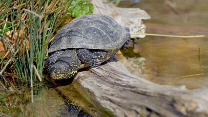 Wall Mural - Closeup of European pond turtle crawling by the water