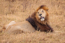 Wildlife In The Savannah Of East Africa