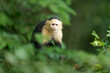 © Cavan - White-faced capuchin Monkey in the Rainforest