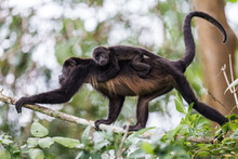 Mantled Howler Monkey With A Baby Riding On Her Back
