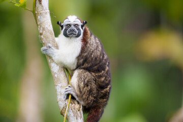 geoffroy's tamarin monkey portrait in panama