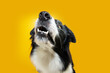 Portrait funny and hungry border collie dog puppy looking up. Isolated on yellow colored background
