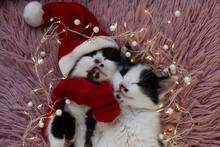 Two Muzzles Of Black White Cute Kittens Sleeping In Embrace. One Kitten Wearing Santa Hat And Red Scarf With Garland Around Them. Preparing For Christmas. Beloved Pets Rest Before Holidays. Furry Gift