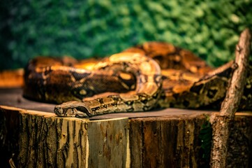 Wall Mural - Closeup of a common boa constrictor (Boa constrictor) on a tree log  against a blurred background