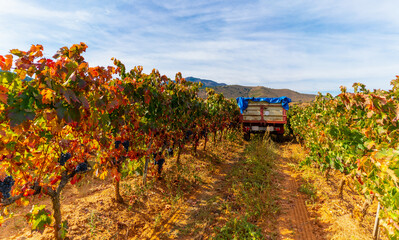 Vineyards of La Rioja, Spain, harvest.