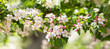 © Nitr - Blooming apple tree in the spring garden. White flowers on a tree