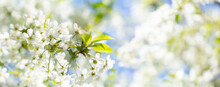 Blooming Cherry Tree In The Spring Garden.  White Flowers On A Tree.