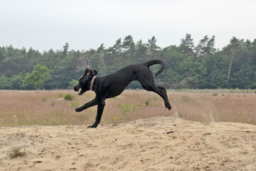 black dog jumping