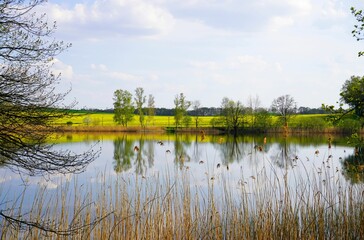 Canvas Print - Beautiful view of the lake and green shore. Moritzburg, Saxony, Germany.