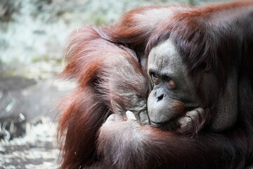 Poster - Closeup of a female Bornean orangutan, Pongo pygmaeus.